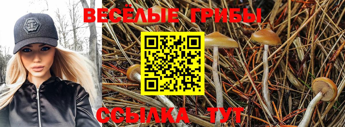 Котлас  Псилоцибиновые грибы Psilocybe  Вход с VPN 